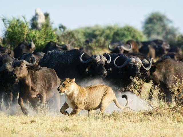 Tiger and buffalo