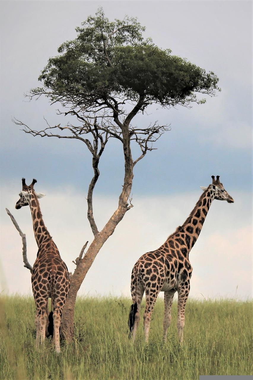 tree, giraffes, fields-5395485.jpg