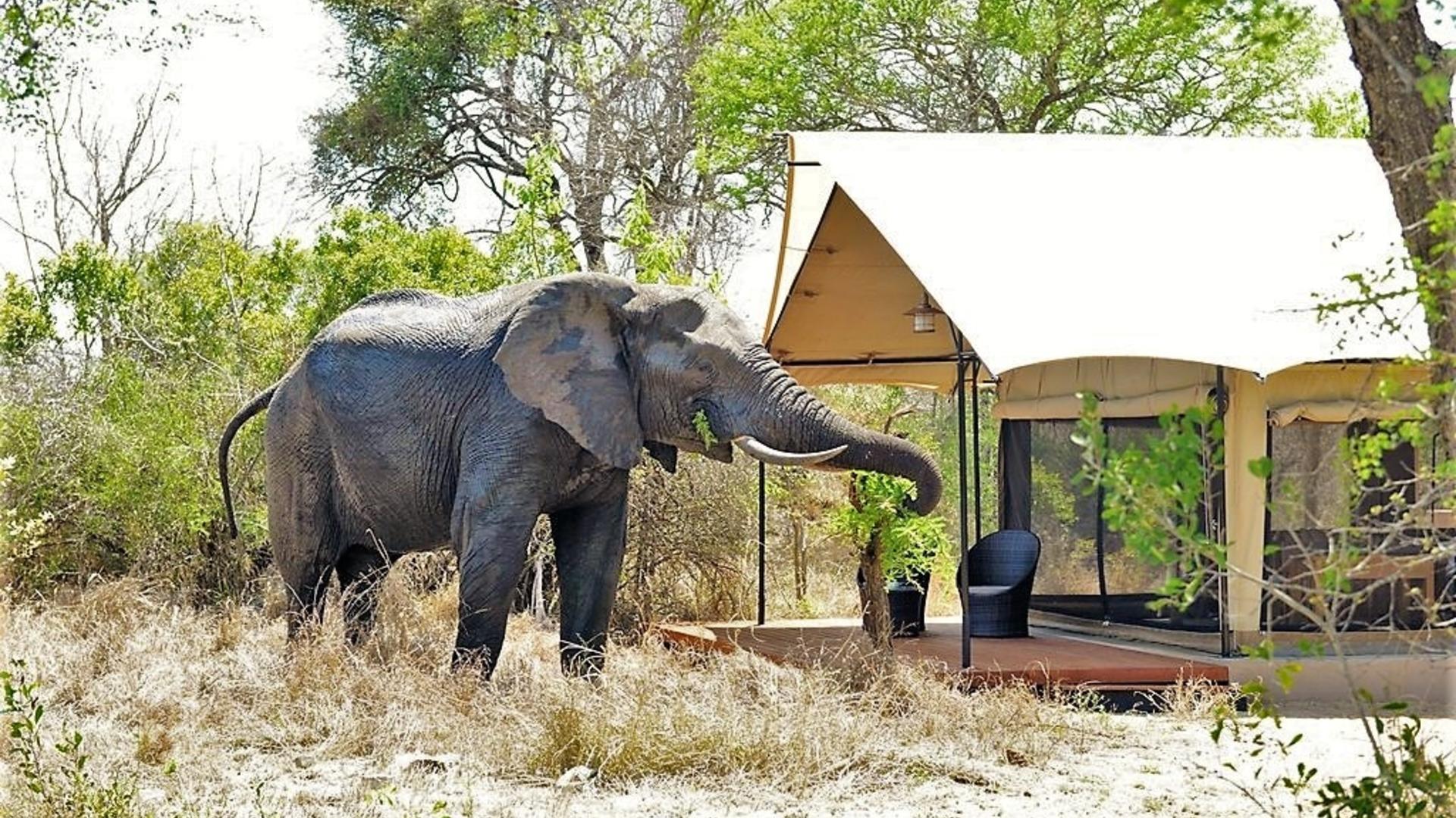 AFRICAN Safari ELEPHANT