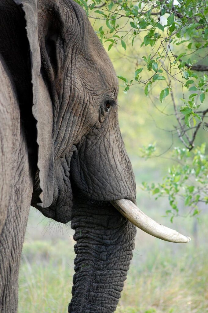 elephant, tusk, ivory-419613.jpg