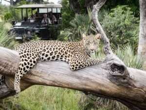 Cheetah resting in Moremi Game Reserve Botswana