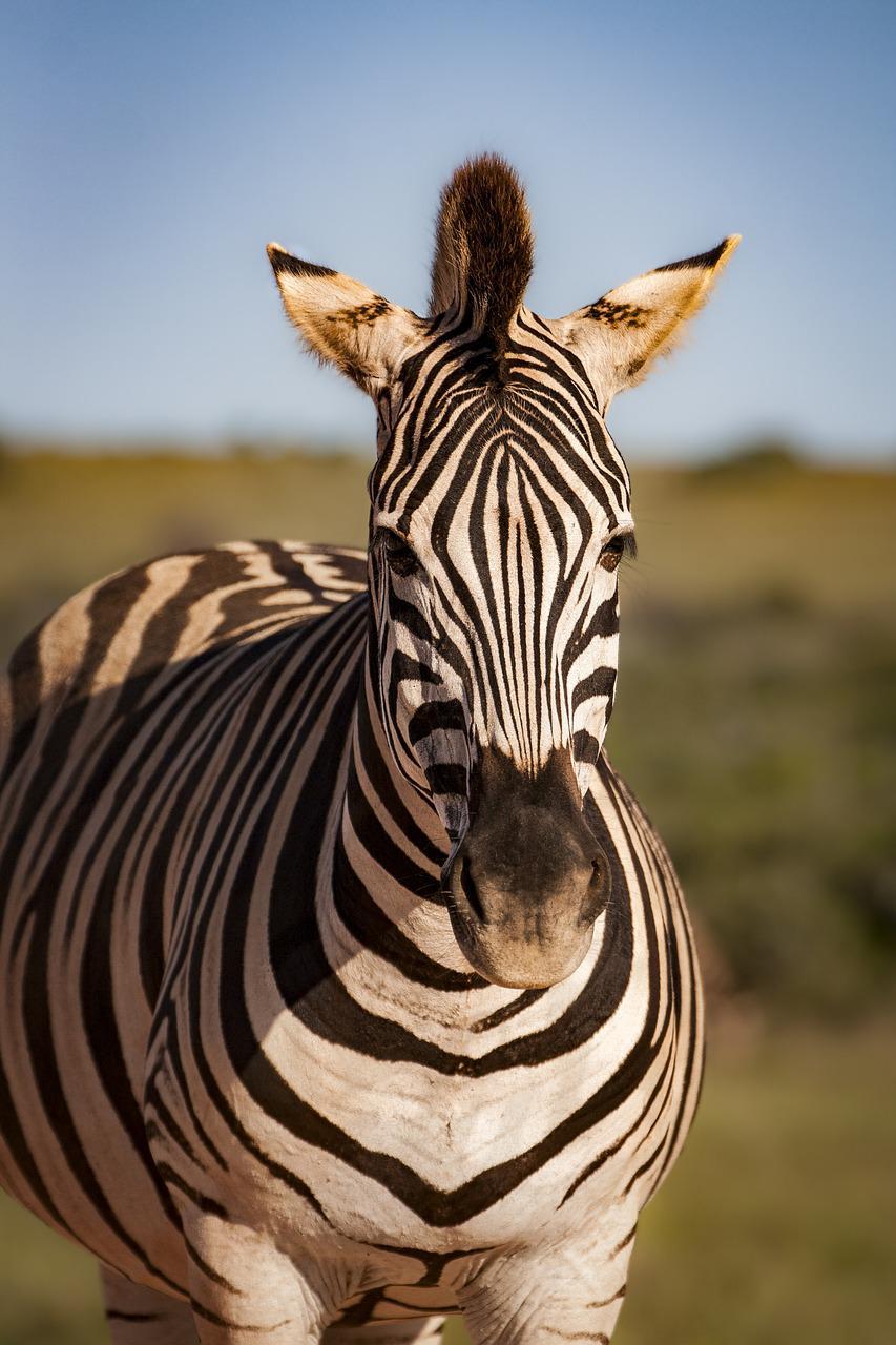 zebra, equine, animal-4618513.jpg