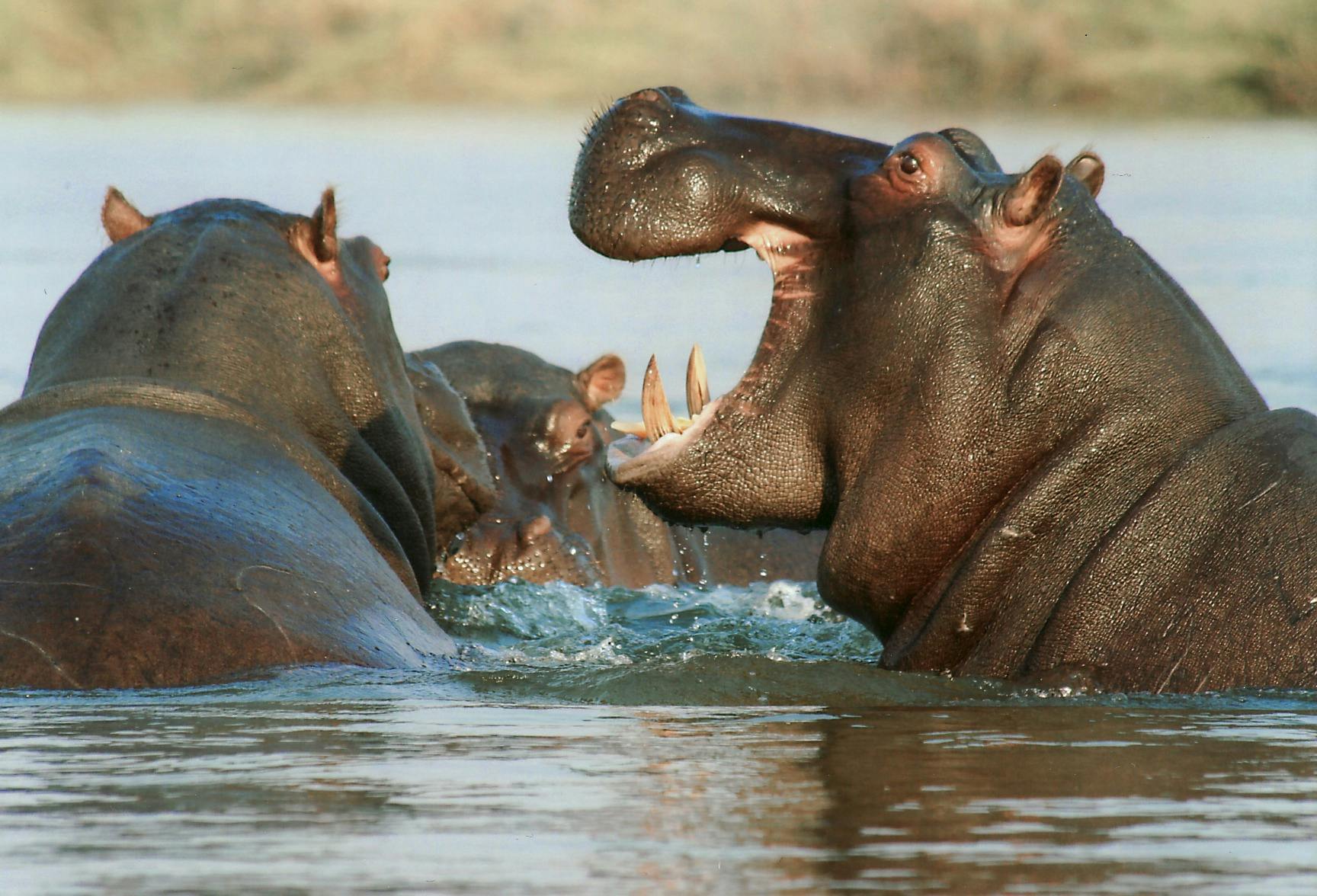 Afrcan Hippopotamus
