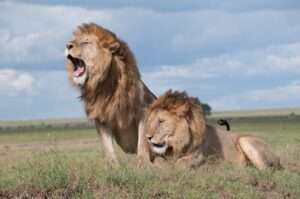 Roaring lion close up portrait African safari