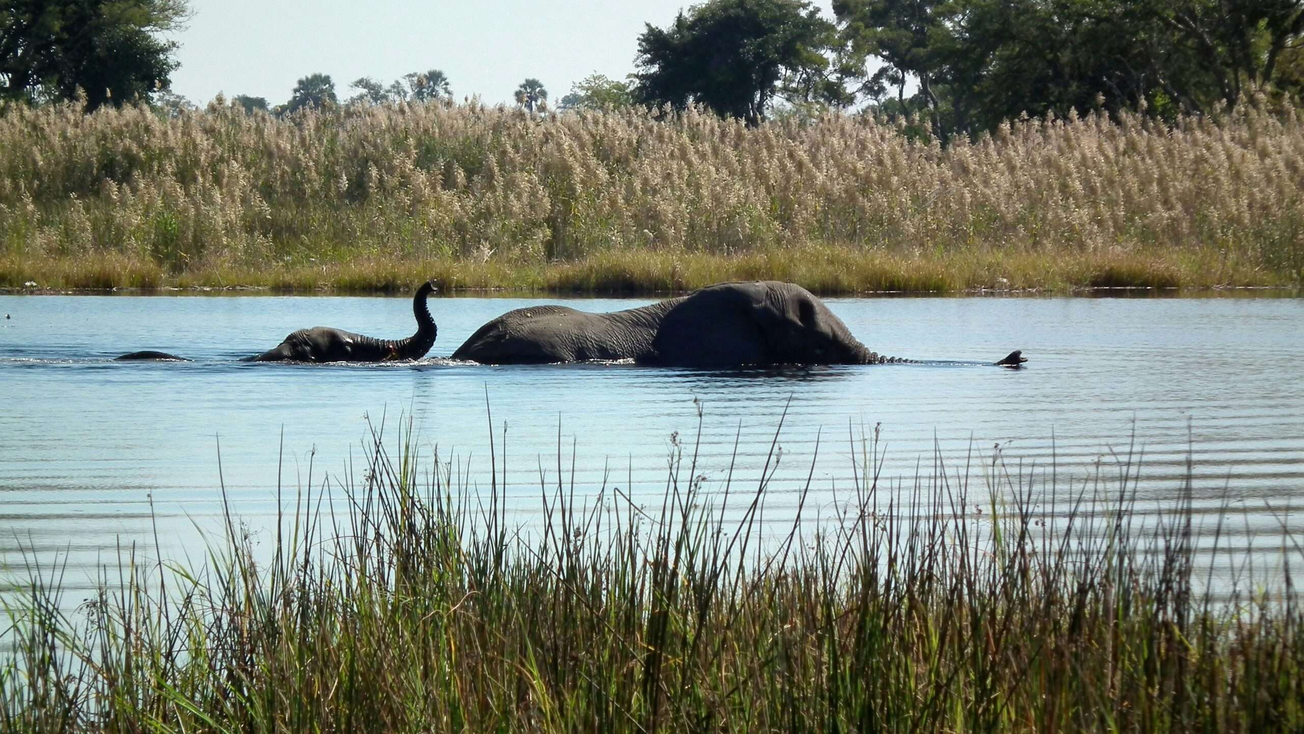 Okavango Delta Safari