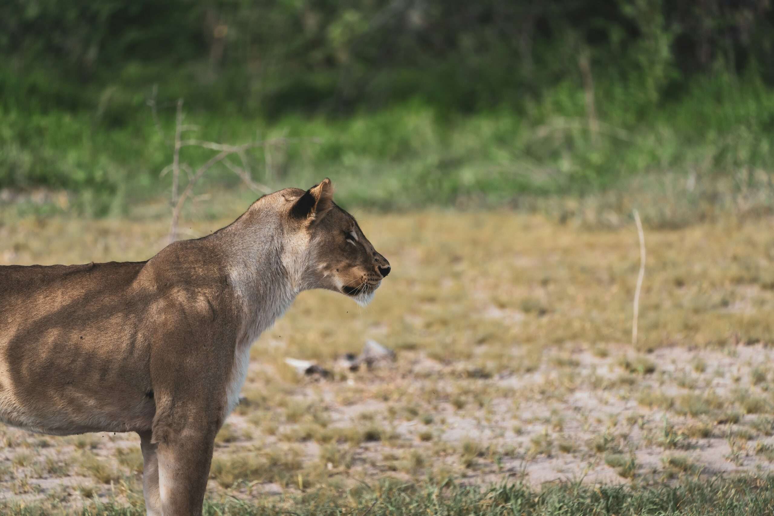 Central Kalahari Game Reserve