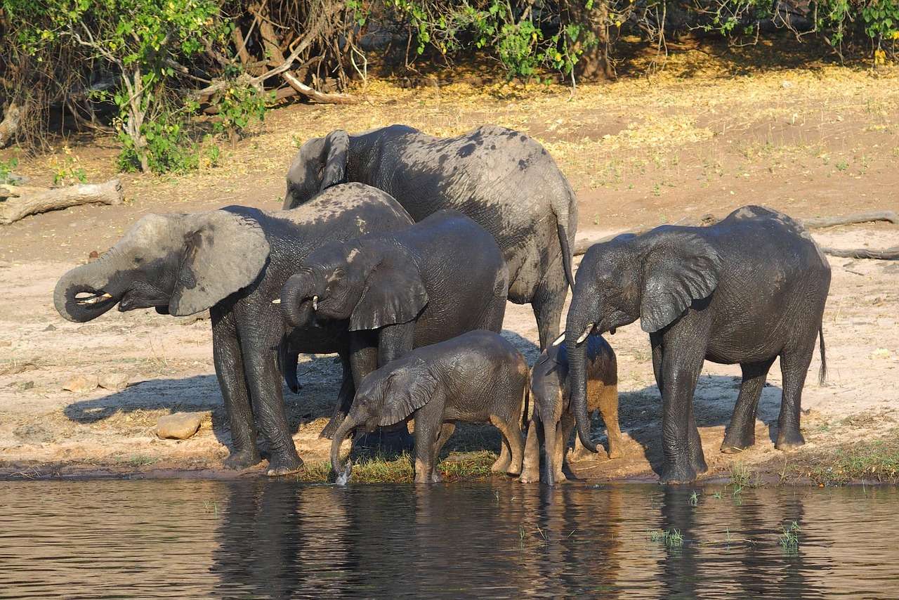 Chobe National Park