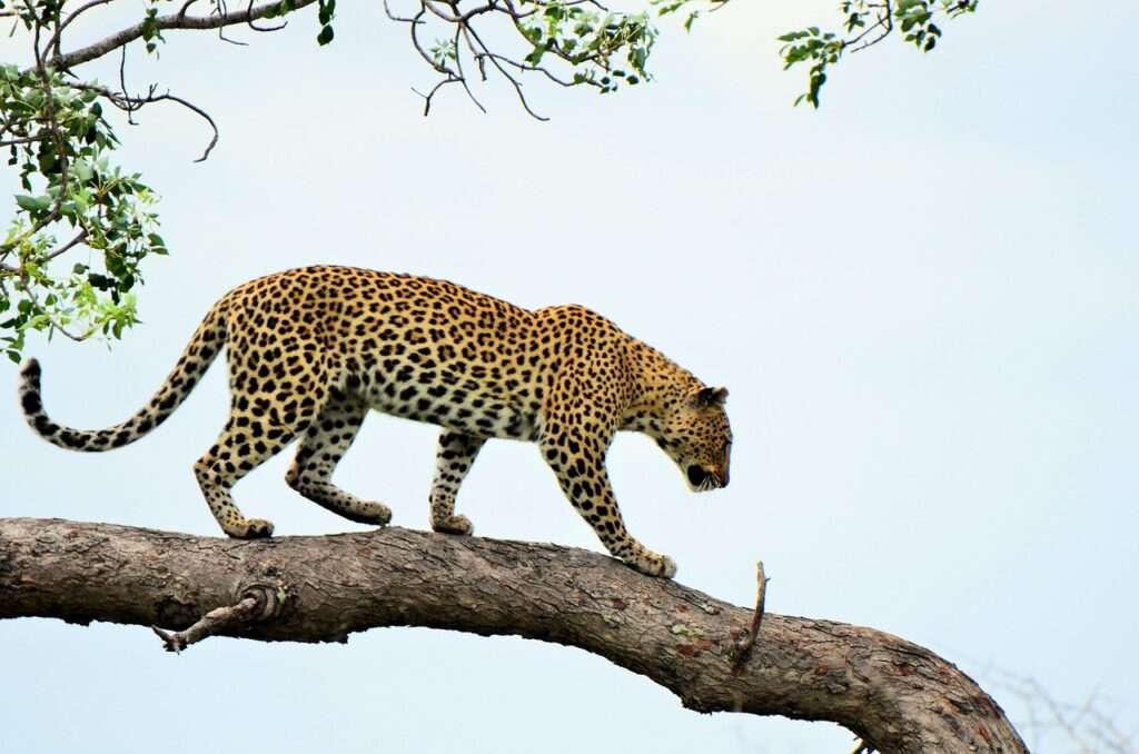 savuti campsite