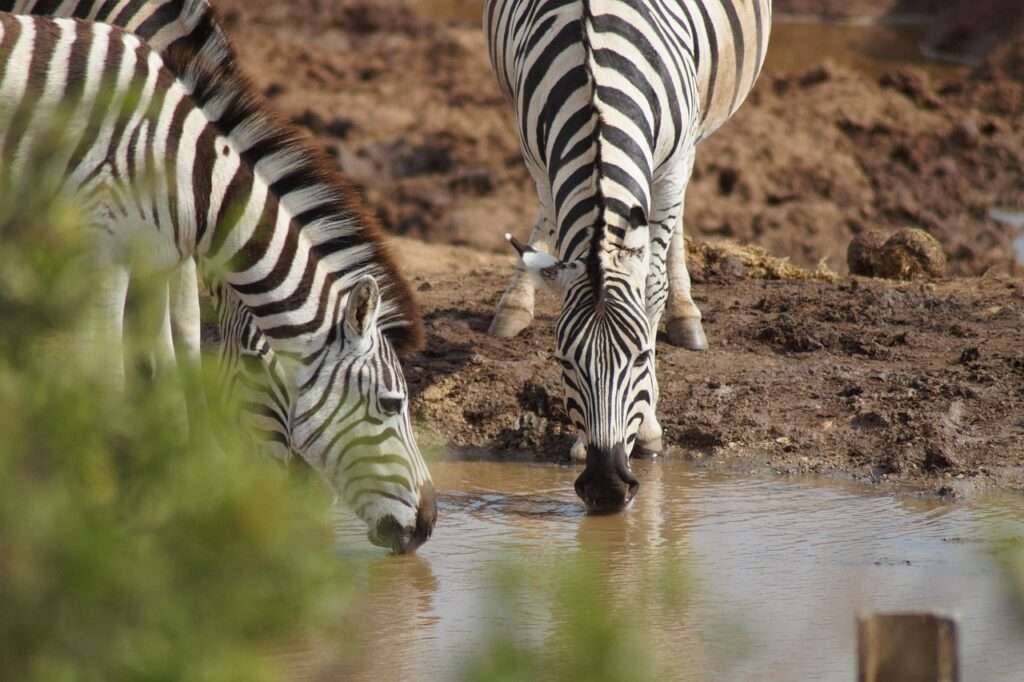 Chobe National Park
