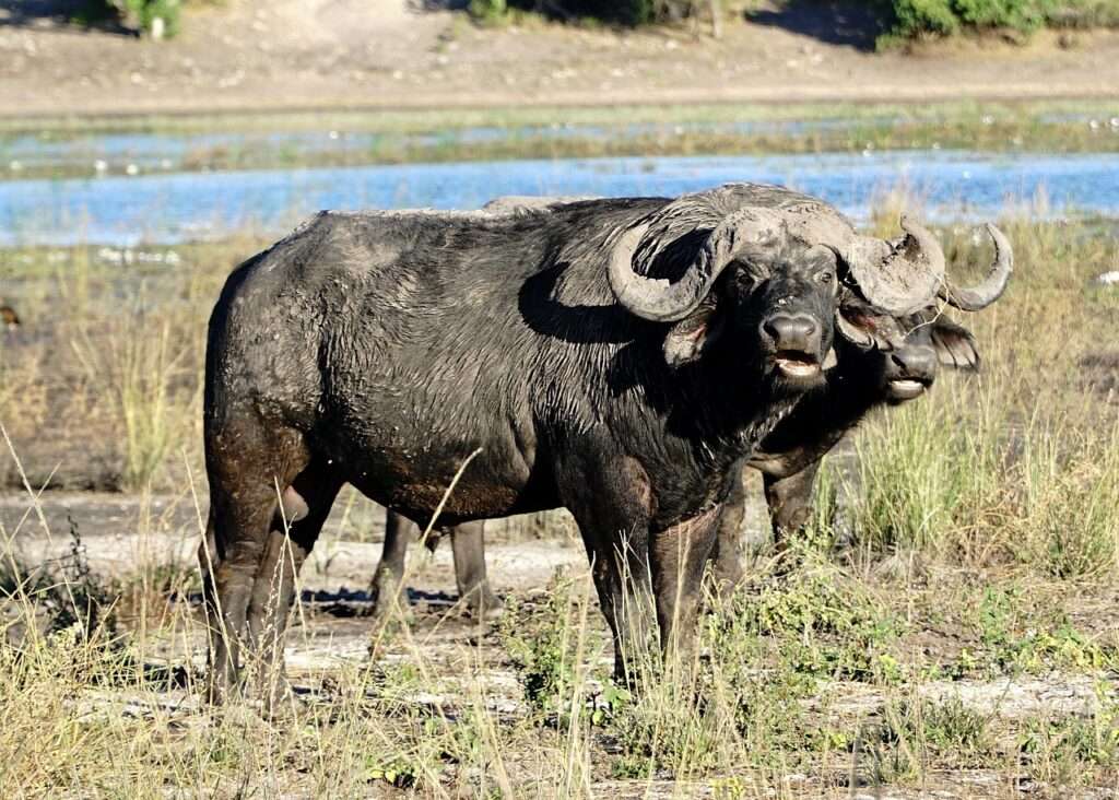 Best Places to See Wildlife in Africa