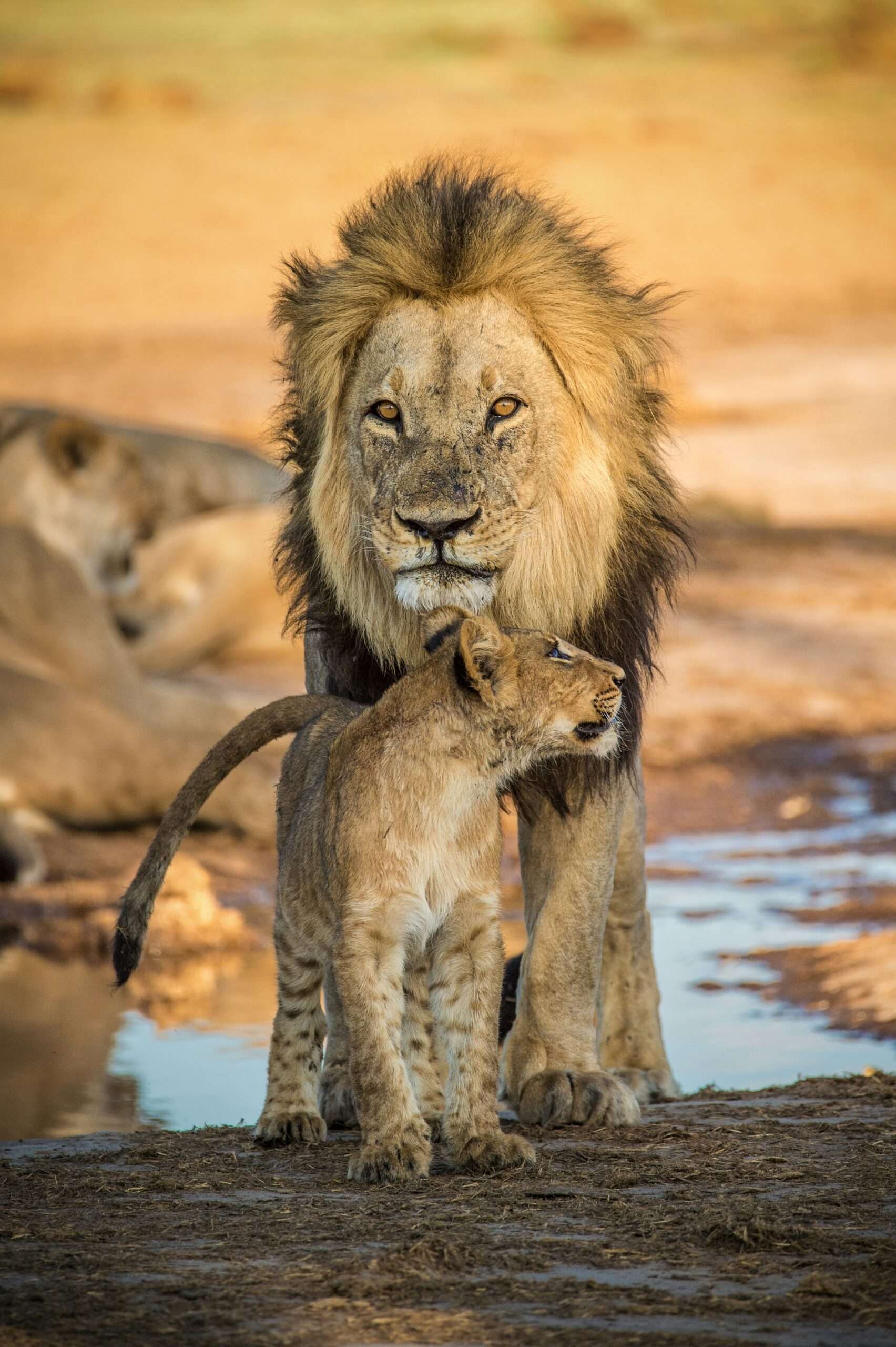 Father and son lion Botswana Safari