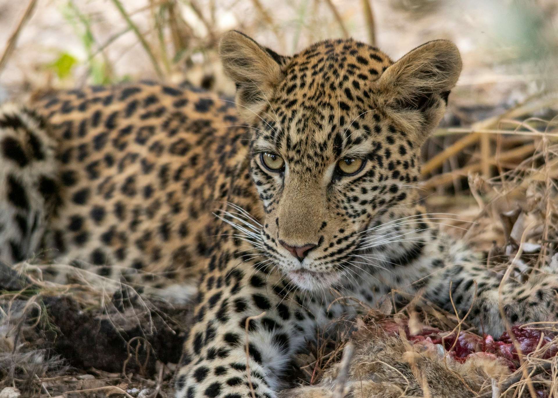 Leopard cub feeding on an African Wild Cat Leopard cub feeding on an African Wild Cat