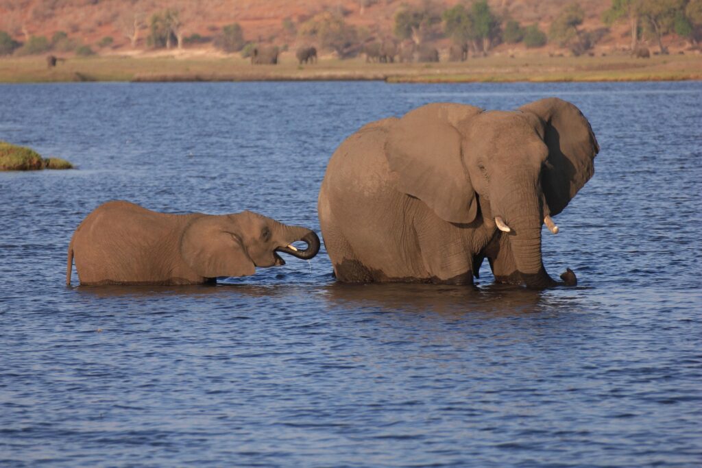 Best Time to Visit Chobe National Park