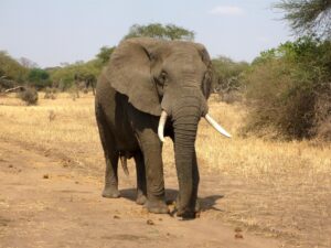 Chobe National Park Safari