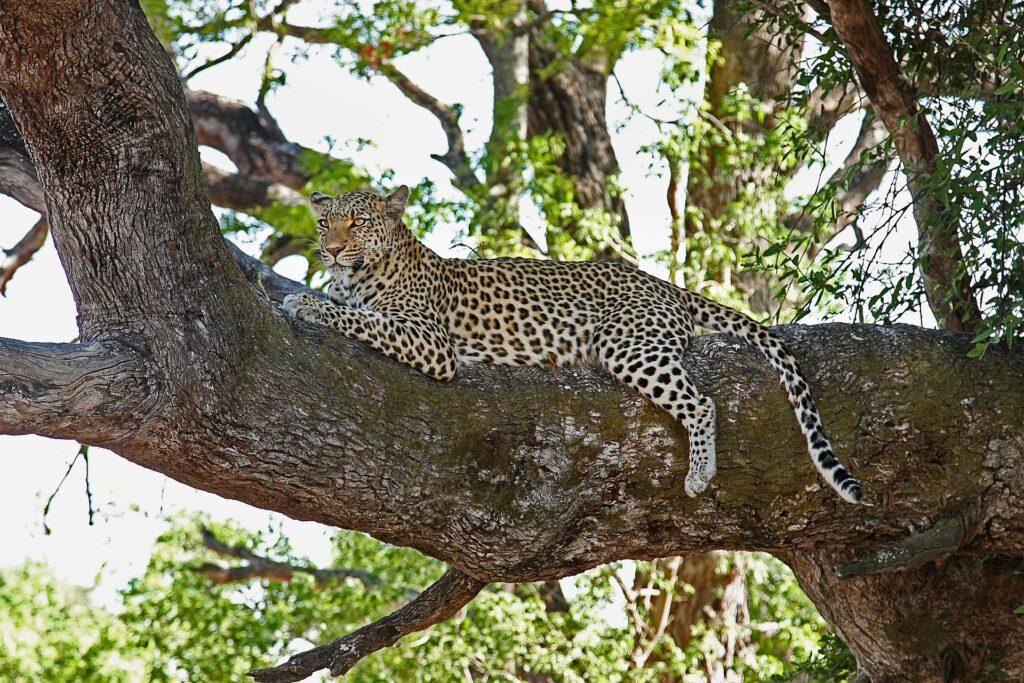 Moremi Game Reserve Safari