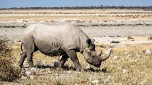 Moremi Game Reserve Safari